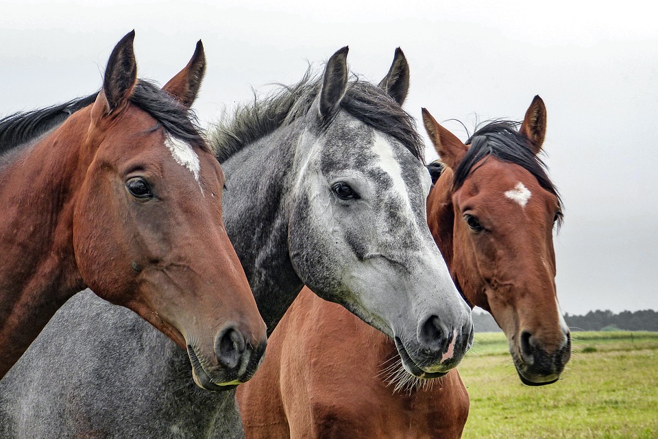 horses-1414889_960_720