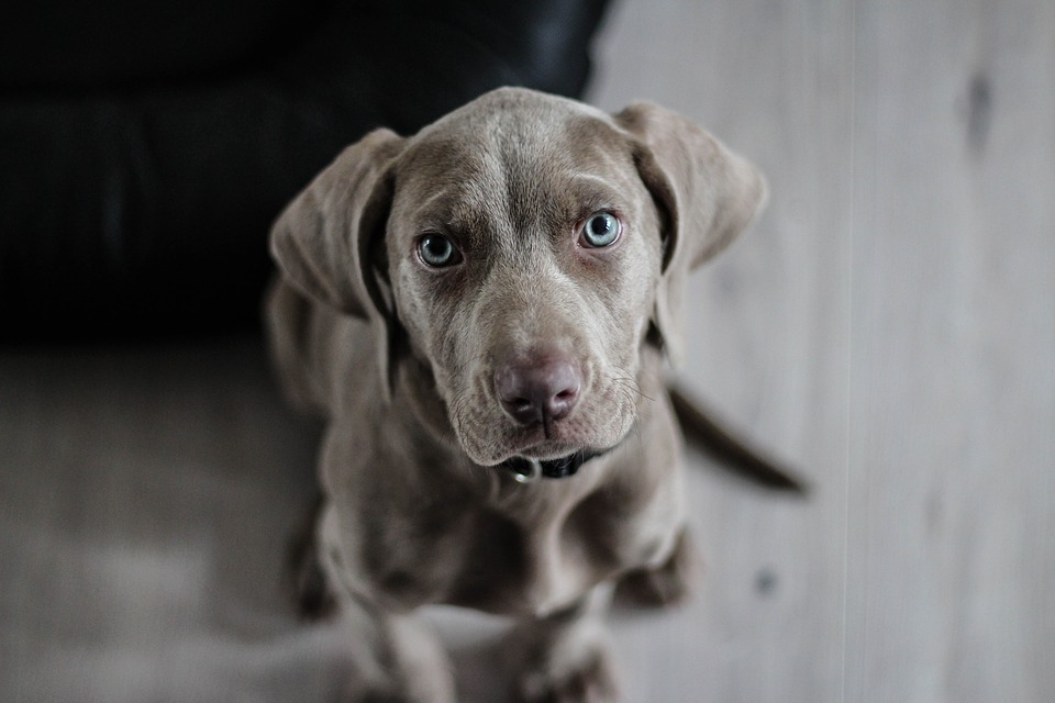 weimaraner-1381186_960_720