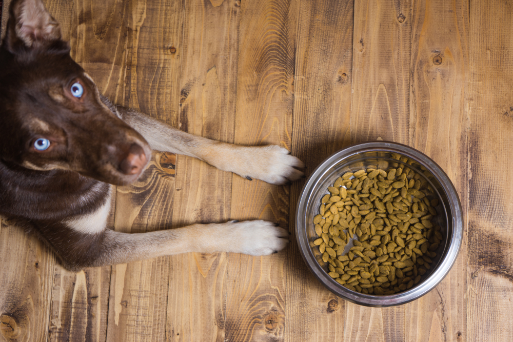 Pet,Eating,Food.,Dog,Eats,Food,From,Bowl.,The,Dog