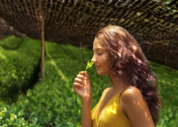 Proces výroby originálního matcha čaje a rozpoznání falešných náhražek z Číny