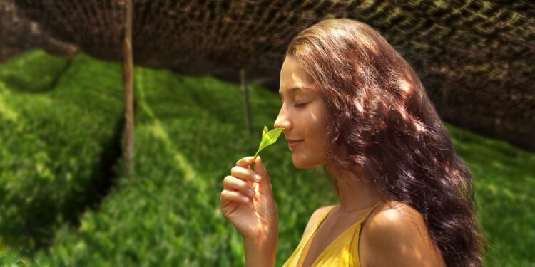 Proces výroby originálního matcha čaje a rozpoznání falešných náhražek z Číny